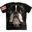 tee shirt chien boston terrier